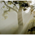 Fog at Møns Klint