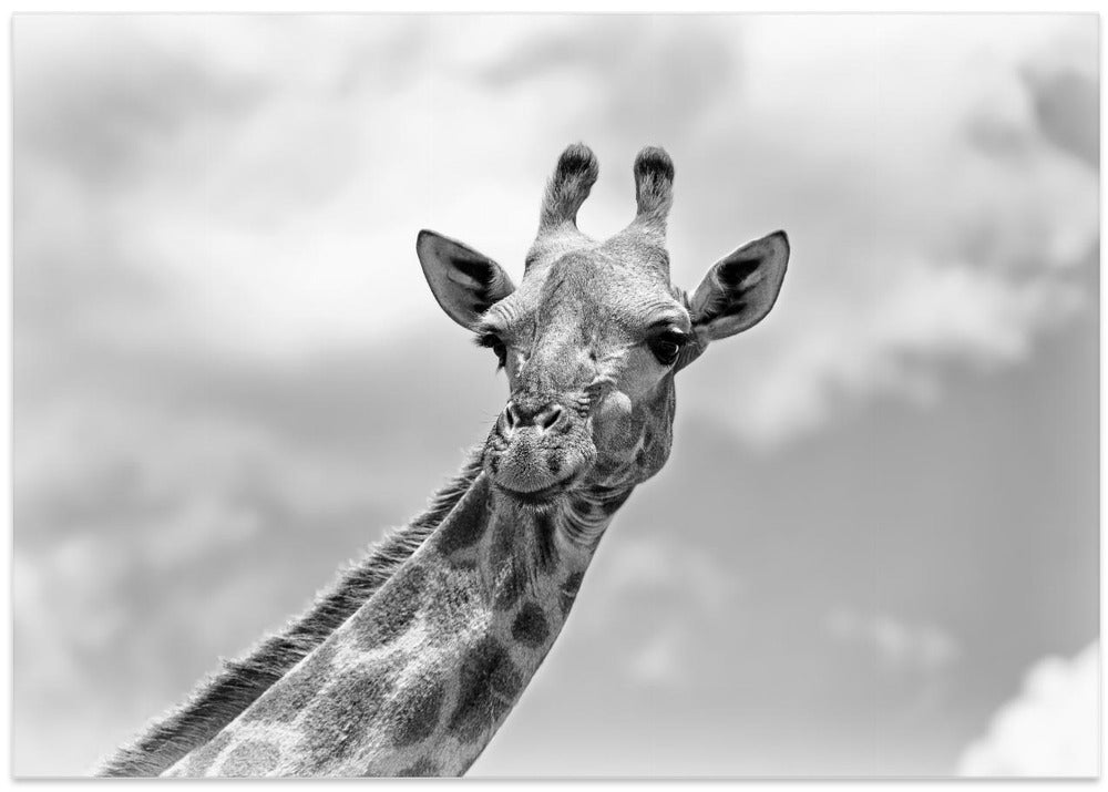 The giraffe - Wildlife V