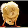 Art Prints of Funny chick