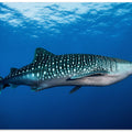 Art Prints of Whale shark