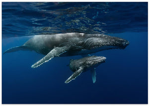 Art Prints of Humpback whales