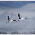Art Prints of Sandhill in action