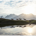 Horses