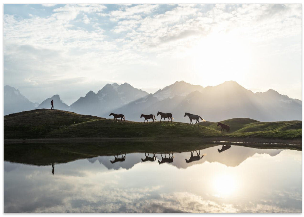 Horses