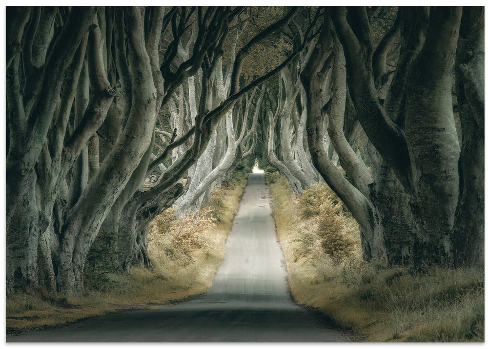 Irish Hedges