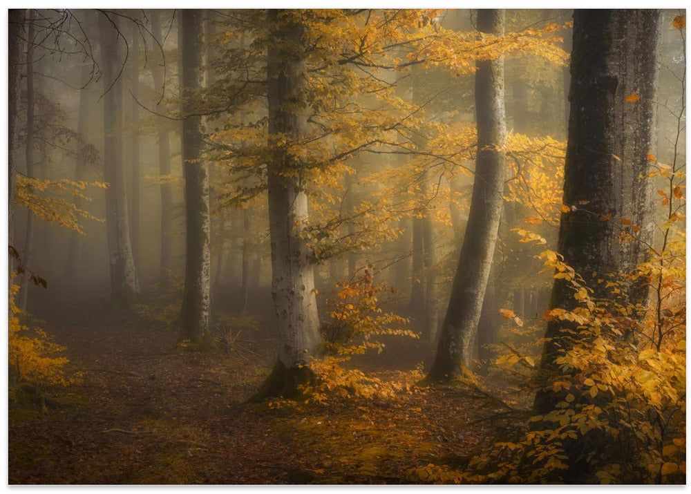 Autumn woods