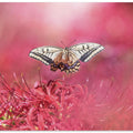 Art Prints of Fly gracefully