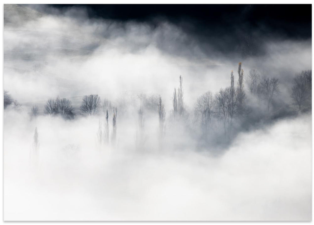 Cloud forest ...
