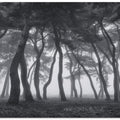 Dancing trees