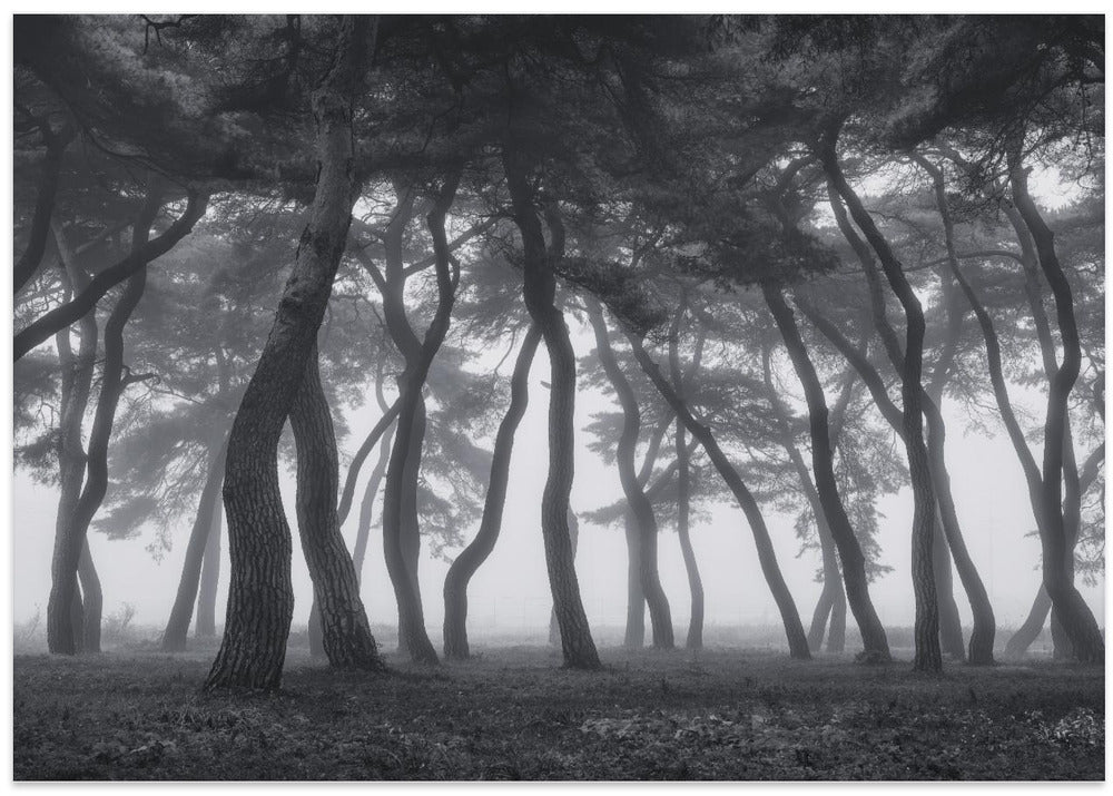Dancing trees