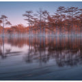 Evening cypresses