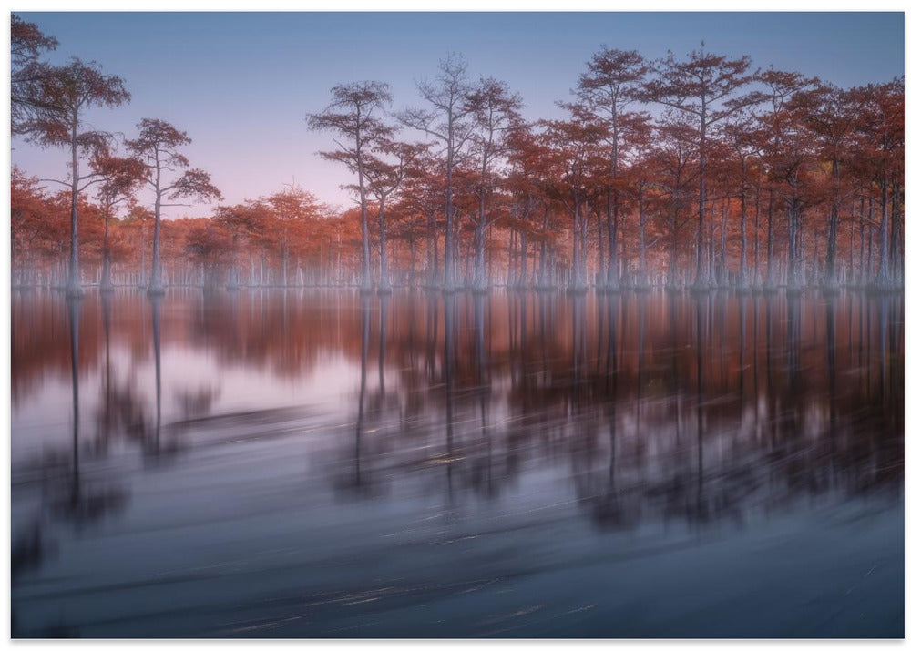 Evening cypresses