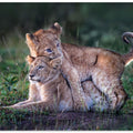 Art Prints of Playful lion cubs