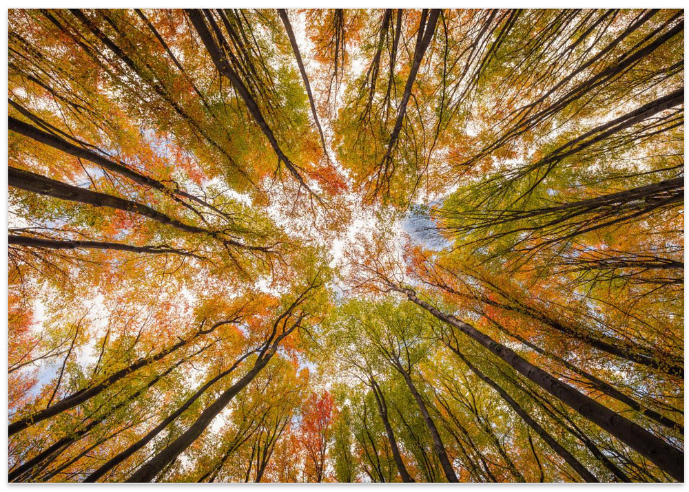 Look up