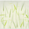 Soft cornstalks