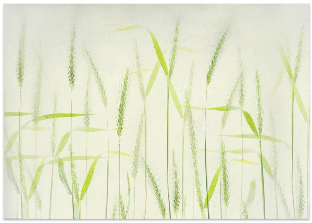 Soft cornstalks
