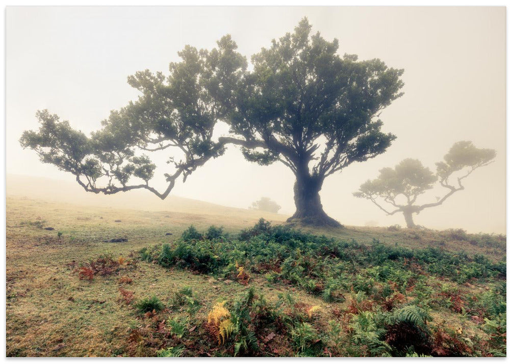 fog