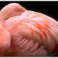 Canvas Art Print A big bundle of feathers