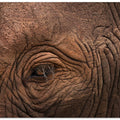 Canvas Art Print Eye