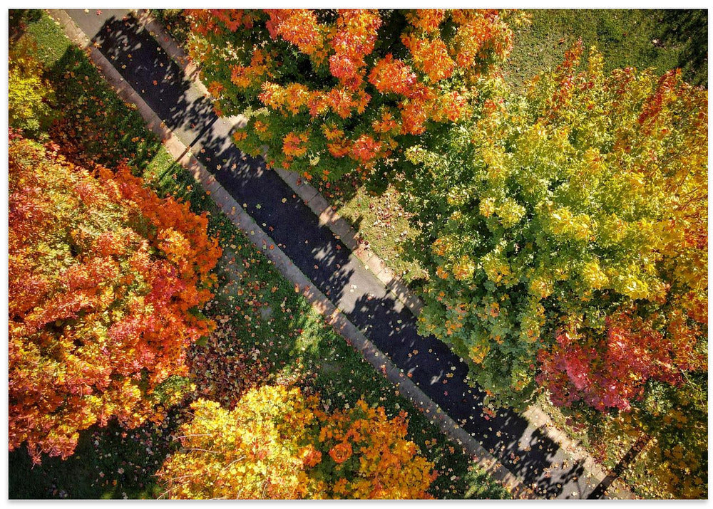 My automne