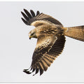 Canvas Art Print Milvus milvus.