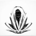 SYMMETRY