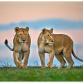 Canvas Art Print Sisters for ever