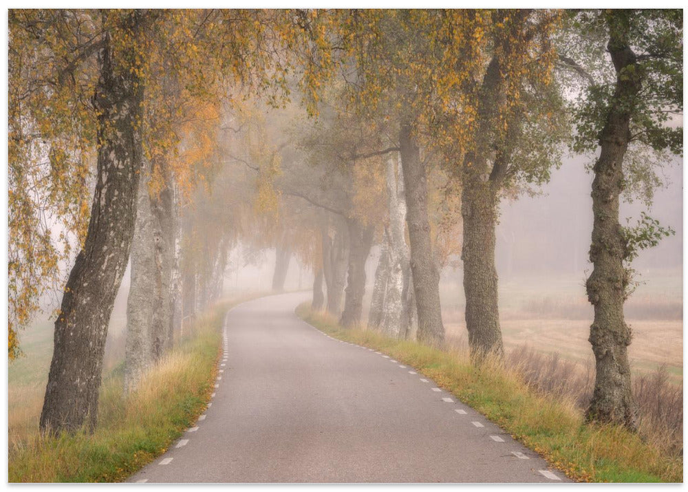 Falling Leaves