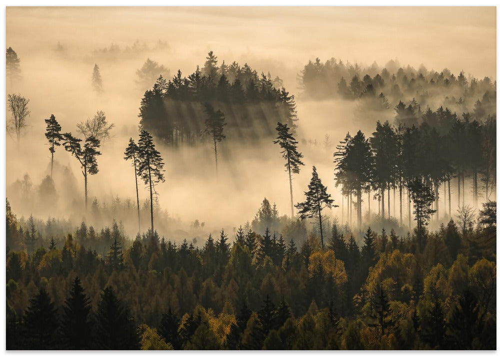 story of the forest