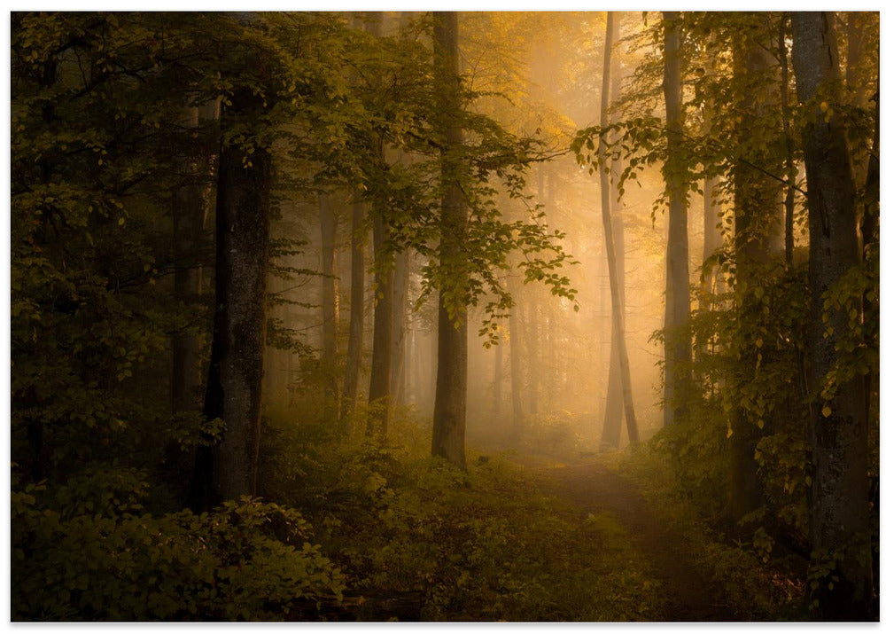 Autumn Forest