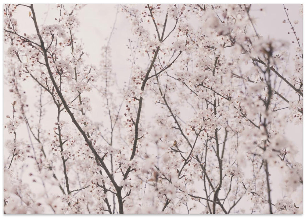 Spring blossoms