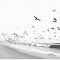 Seascape BW