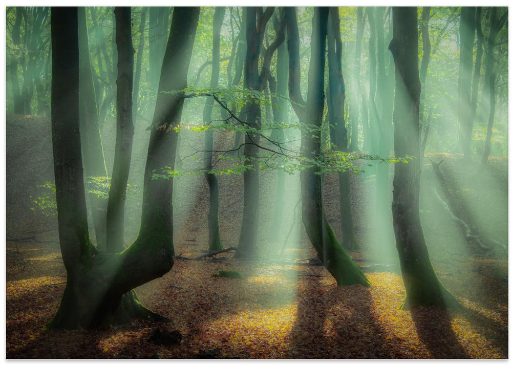 Magical forest.