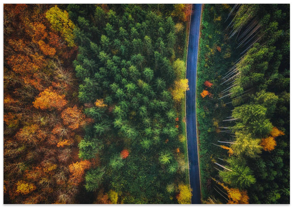 Autumn Road