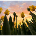 Yellow Tulips...