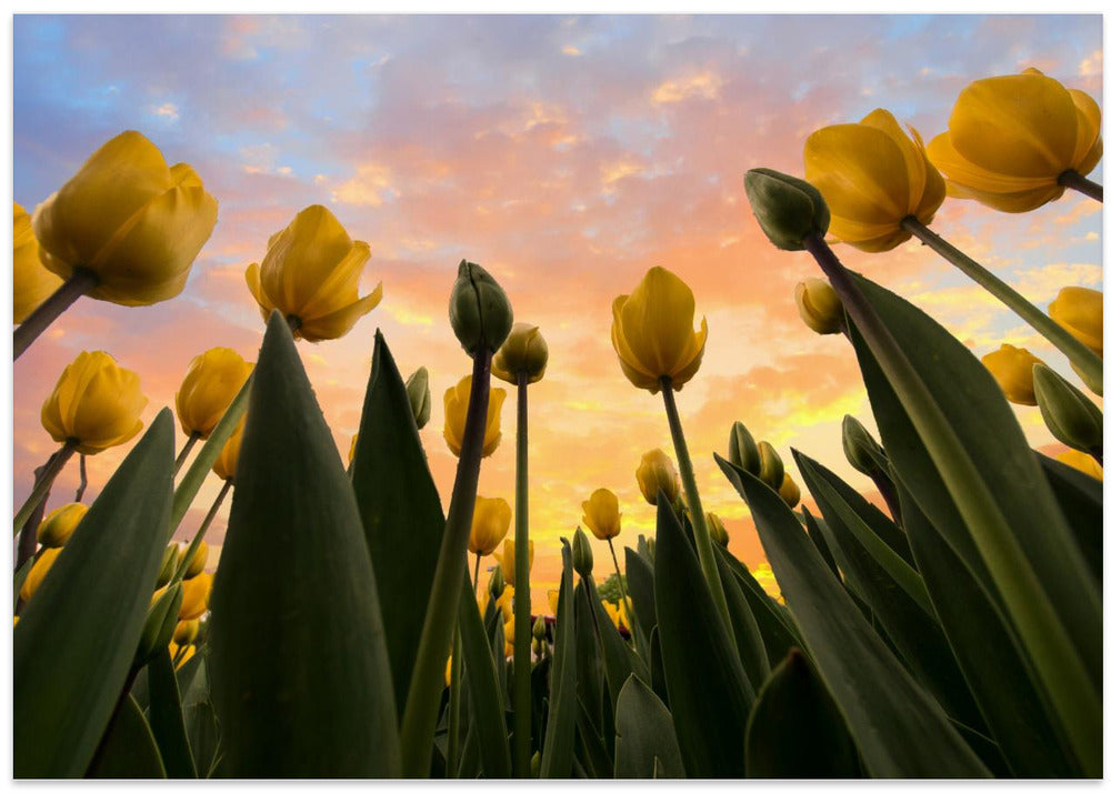 Yellow Tulips...