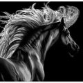 Canvas Art Print Le Equus