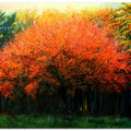 Autumn Tree at Laren (2013)