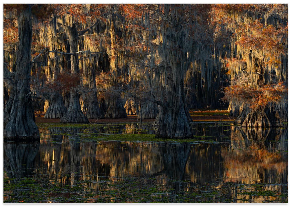 caddo lake