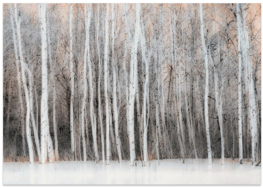 Wintry Vision