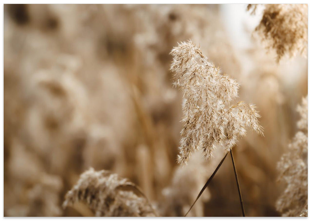reed flower