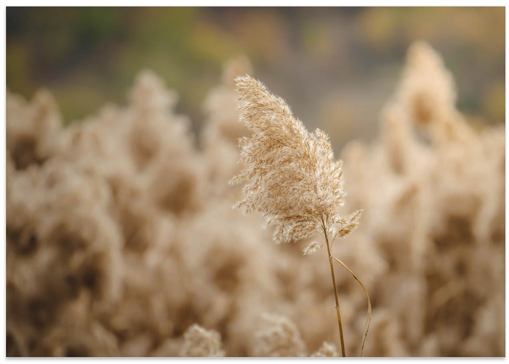 reed flower
