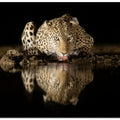 Canvas Art Print Leopard drinking