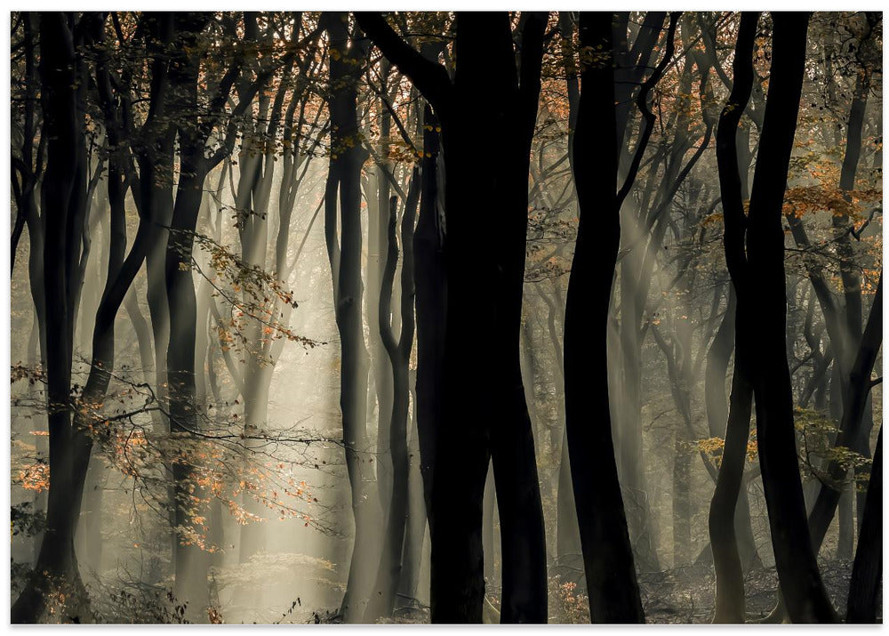 Speulderbos
