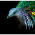 Canvas Art Print Curiosity