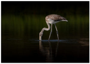 Canvas Art Print Greater Flamingo