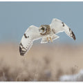 Canvas Art Print Short-eared Owl