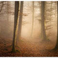 November Forest