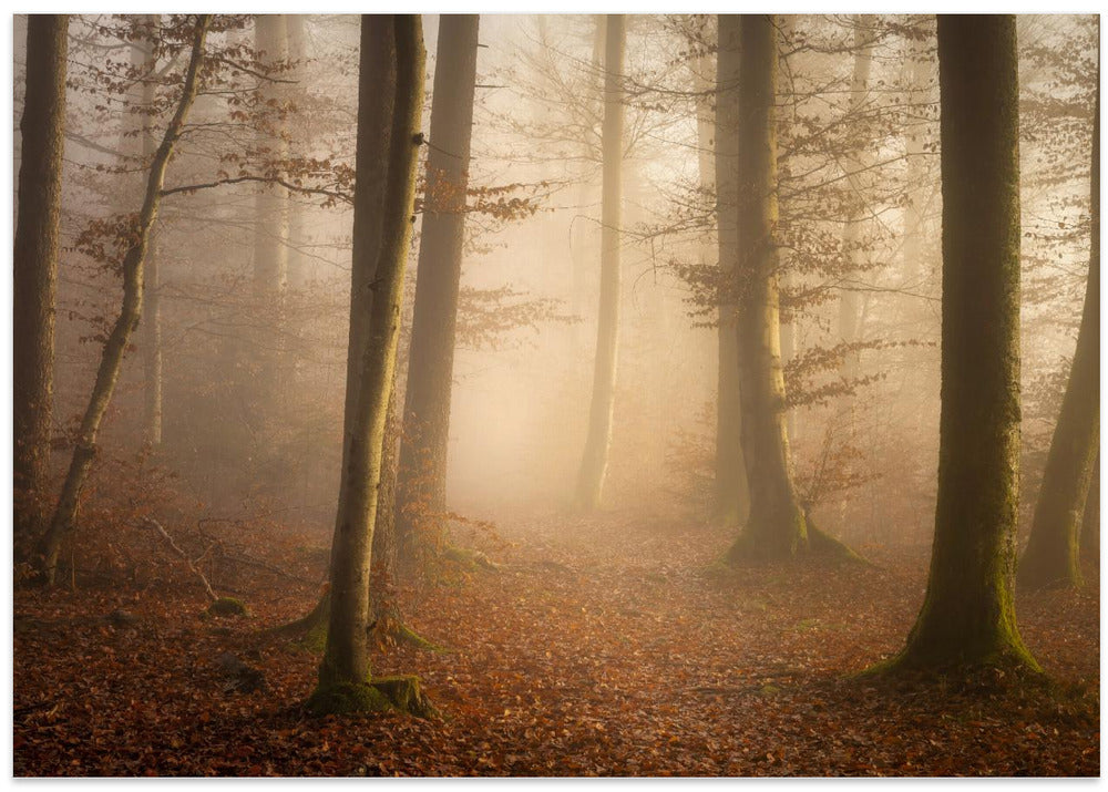 November Forest
