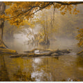 Alone in the swamp